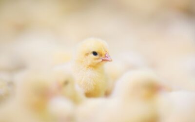 The Importance of Biosecurity Audits to Support Secure Food Supply Plans