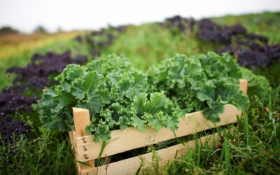 Building a Better Life Cycle Assessment for Agricultural Products