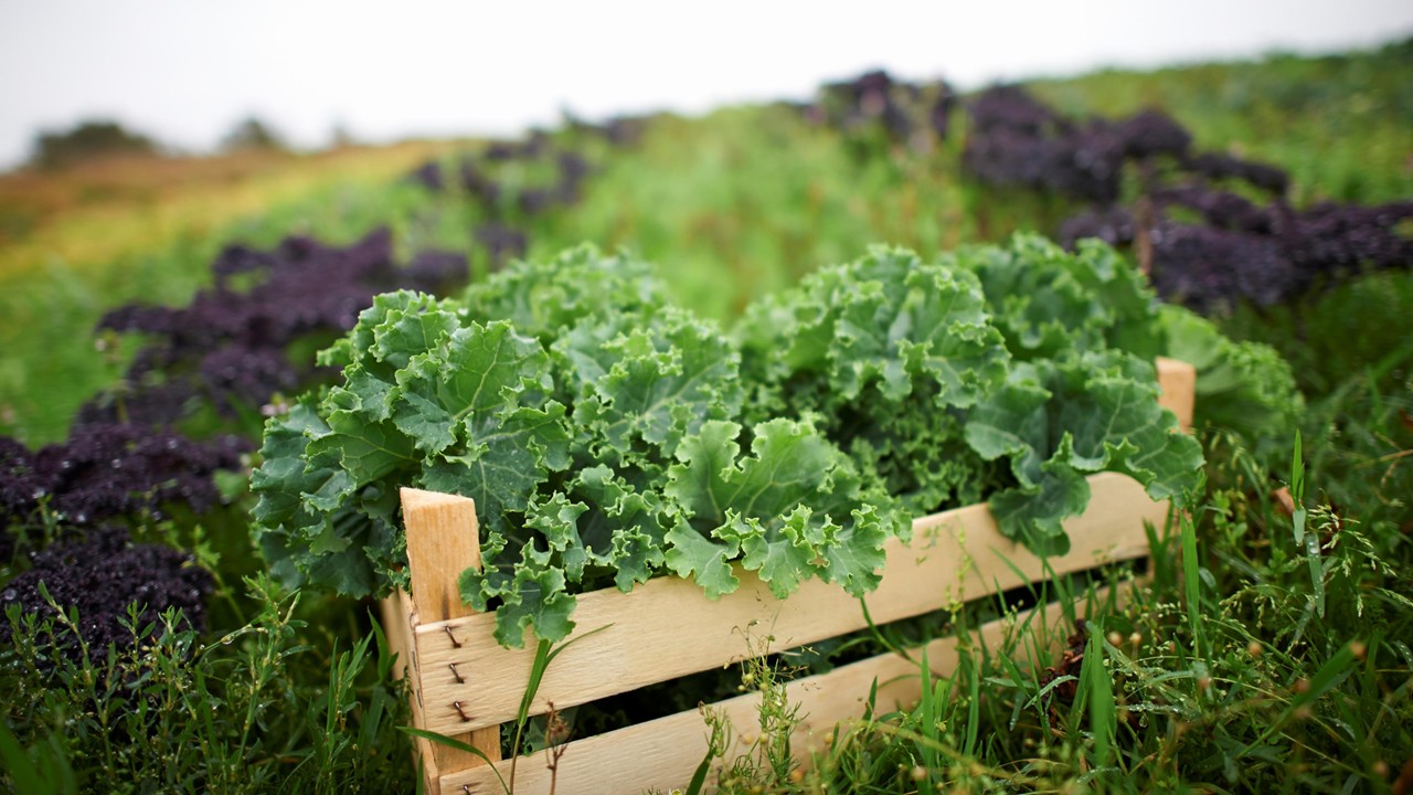 Life cycle assessment studies need to be improved to better assess agricultural products and living systems